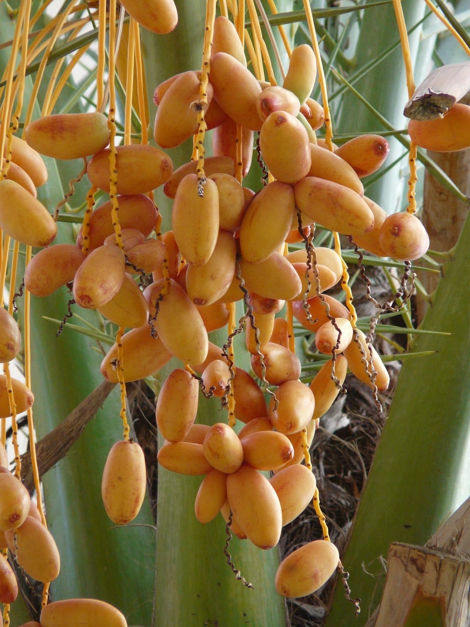 date palm fruit 73950 1280